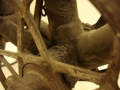 Bicicleta_antigua_Super_CIL_varillas_topografo_museo_ferrocarril_Madrid_restauracion_063
